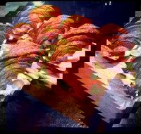 Outpost Espresso - Sydney Tourism