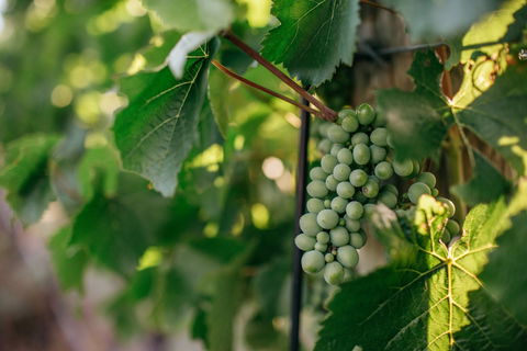 Paramoor Winery - Sydney Tourism 1