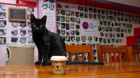 Cat Cuddle Cafe - Sydney Tourism 0