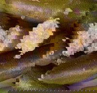 Sandy Creek Olives and Finger Limes - Sydney Tourism