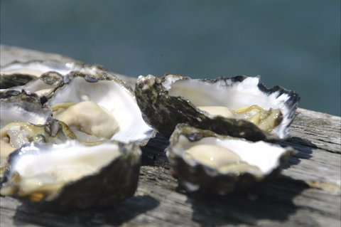 Jim Wild's Oyster Service - Sydney Tourism 0