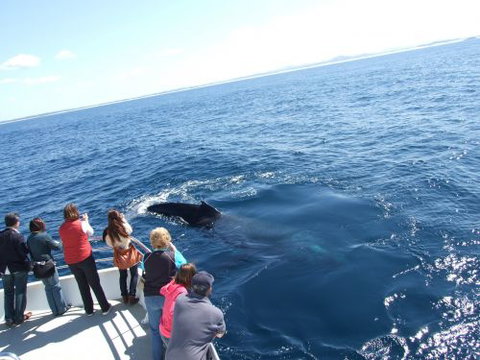 Moonshadow–TQC Cruises - Sydney Tourism 1