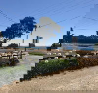 Penguin  Pardalote Coffee House - Sydney Tourism