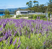 Port Arthur Lavender - Sydney Tourism