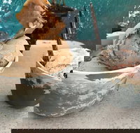 Roho Bure Vegan Ice Cream - Sydney Tourism