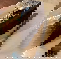 Dome - Sydney Tourism