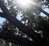 The Season Tree - Sydney Tourism