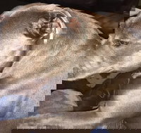 Domino's Pizza Plympton - Sydney Tourism