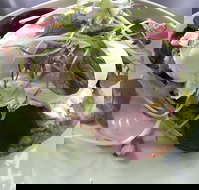 Public - Sydney Tourism