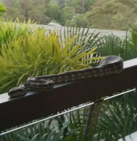 Mercure Mandy's On The Mountain Restaurant - Sydney Tourism 2