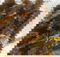 Diamond Chinese Take Away Foods - Sydney Tourism