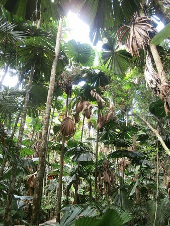 Spirits Of Daintree - Sydney Tourism 0