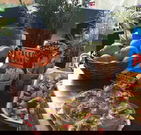 Island fruit Barn - Sydney Tourism