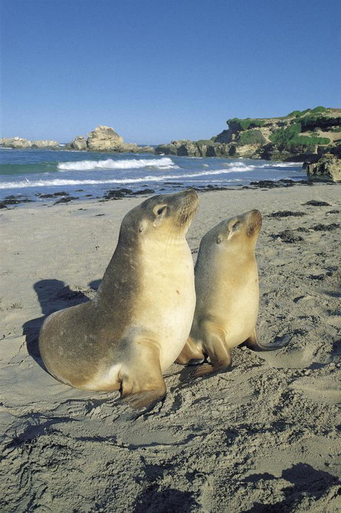 Kangaroo Island Seafront - Sydney Tourism 40