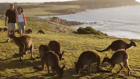 Kangaroo Island Seafront - Sydney Tourism 13