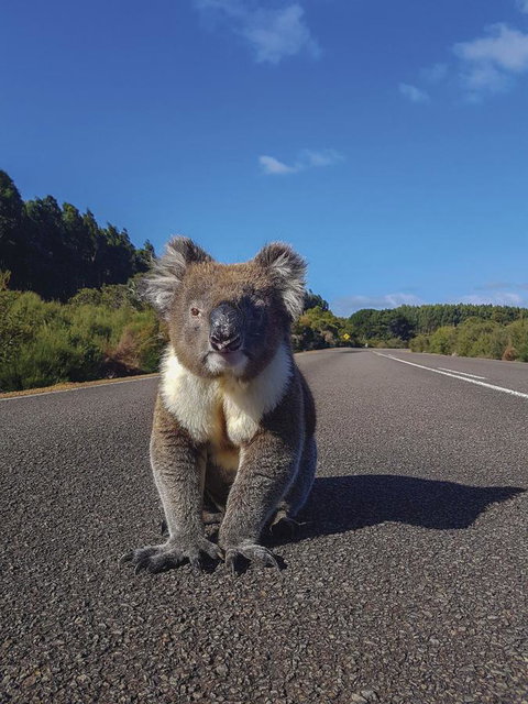 Kangaroo Island Seafront - Sydney Tourism 14