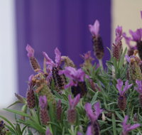 The Purple Door on Seaview - Sydney Tourism
