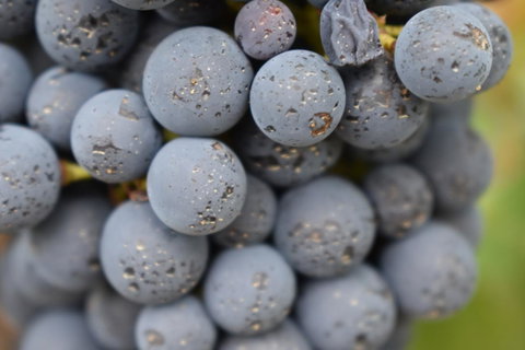 A Coonawarra Experience - Sydney Tourism 23