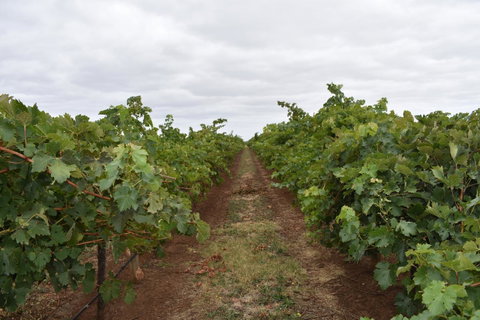 A Coonawarra Experience - Sydney Tourism 25