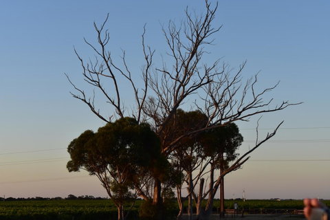 A Coonawarra Experience - Sydney Tourism 24