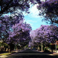 Book Wayville Accommodation Vacations Sydney Tourism Sydney Tourism