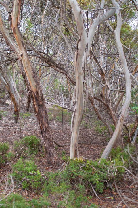 Kestrel Downs - Sydney Tourism 19