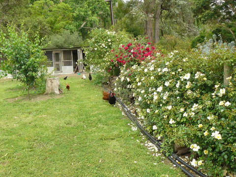 Camawald Coonawarra Cottage B&B - Sydney Tourism 3