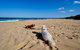 Culburra Beachhouse - thumb 8