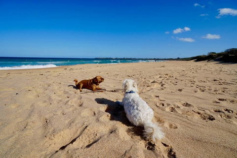 Culburra Beachhouse - Sydney Tourism 8