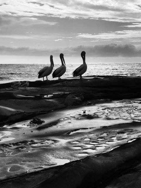 Stylish 3 Bedroom Beachview Apartment - Sydney Tourism 22