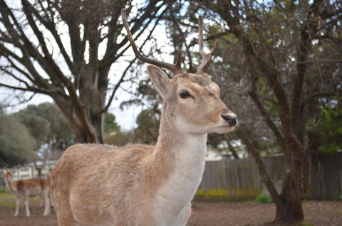 Deer Park Motor Inn Armidale - Sydney Tourism 22