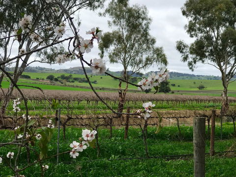 Jasmine\'s Barossa Valley Cottage - Sydney Tourism 20