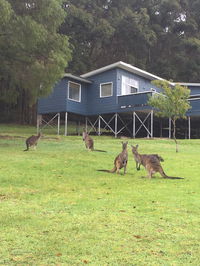 Book Denmark Accommodation Vacations Sydney Tourism Sydney Tourism