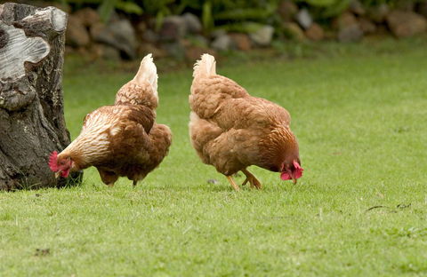 Peppermint Brook Cottages - Sydney Tourism 10