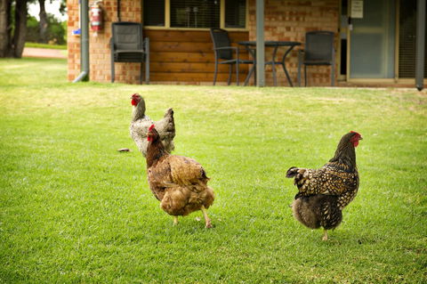 Peppermint Brook Cottages - Sydney Tourism 12