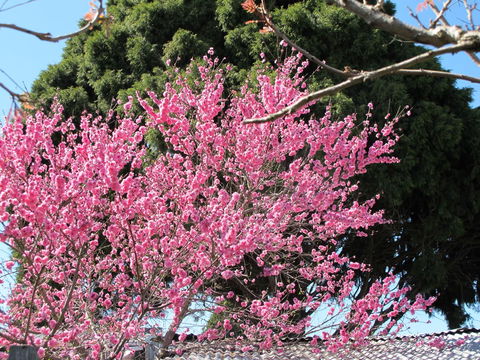 Apple Tree Cottage - Sydney Tourism 31