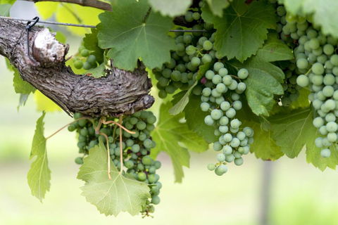 Thistle Hill Guesthouse - Walk To Many Wineries And Restaurants - Sydney Tourism 44