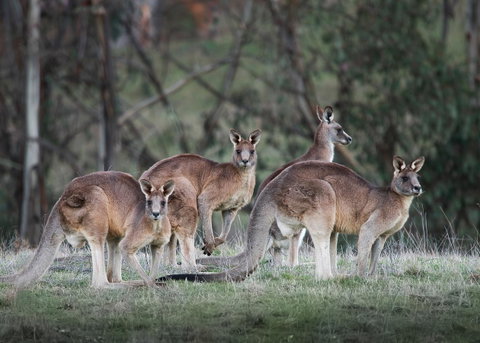 Pound Creek Gallery - Sydney Tourism 25