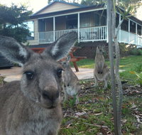 Bush  Bay Cottage - Sydney Tourism