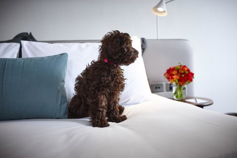 Hotel Indigo Sydney Potts Point, An IHG Hotel - Sydney Tourism 28