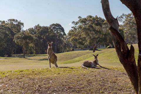 Horizons Retreat & Golf, Villa 133 - Sydney Tourism 18