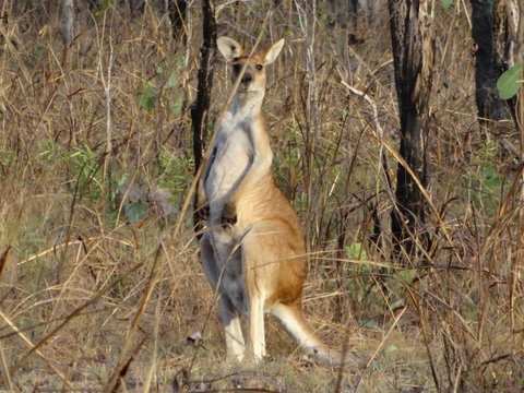 Mount Bundy Station - Sydney Tourism 41