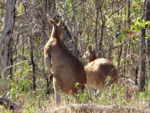 Mount Bundy Station - Sydney Tourism 40