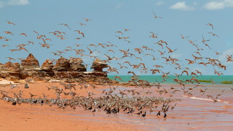 Broome Bird Observatory - Sydney Tourism 1