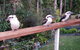 Buderim Forest Hideaway - thumb 1