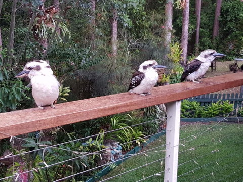 Buderim Forest Hideaway - Sydney Tourism 1