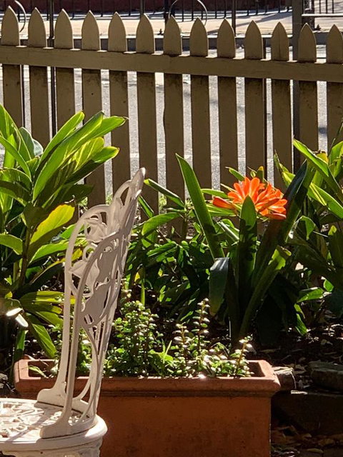 Burwood Bed And Breakfast - Sydney Tourism 3