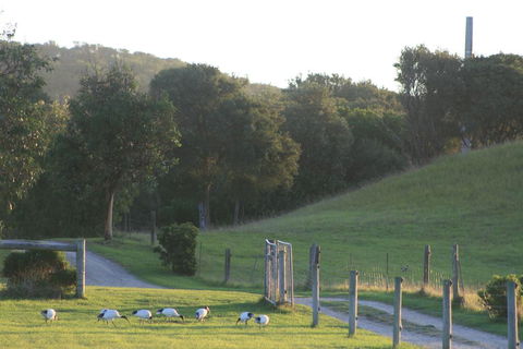 Driftwood Villas - Sydney Tourism 1