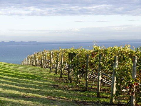 Geelong Serviced Apartments - Sydney Tourism 1