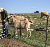 Gilgraves Vineyard Farmstay - Sydney Tourism